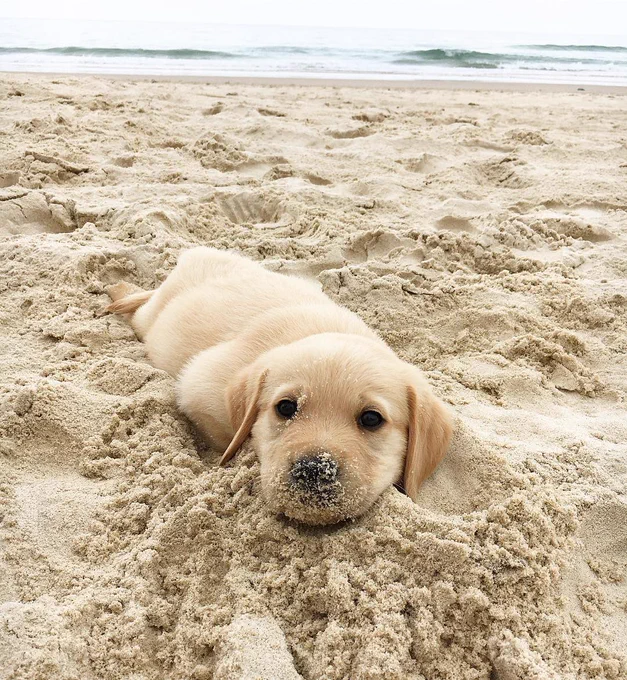 a vast expanse of sand tapers into gentle waves at the top of the frame. in the middle of the photo, a furry blond blob is wriggling around in the sand, looking up at you with two dark eyes and a snoot that’s caked in sand.