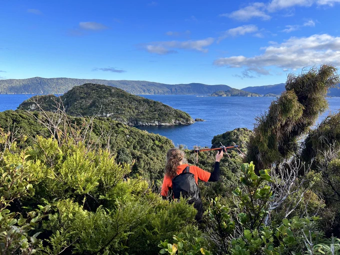 A kākāpō ranger tracking in thick scrub