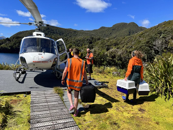 People carrying kākāpō to a helicopter