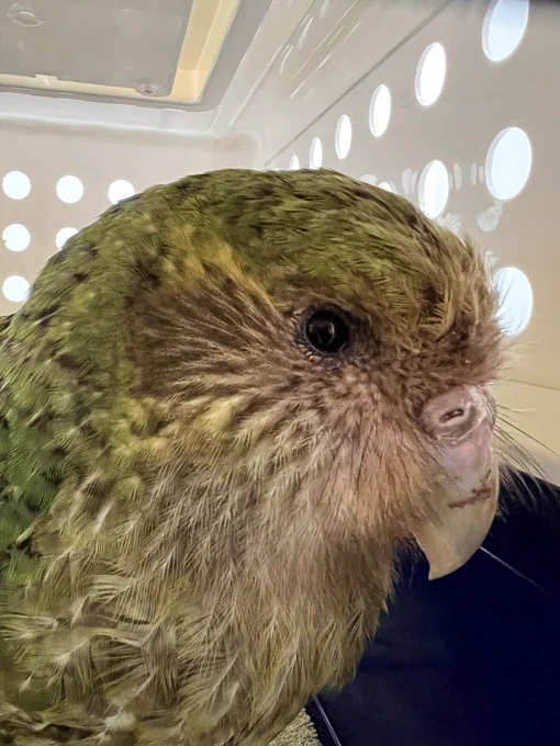 A kākāpō in a travel crate