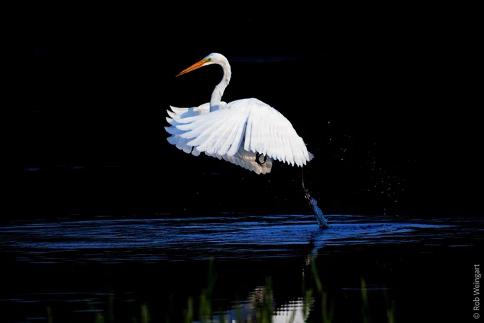 A Great Egret takes flight, highlighted by sunlight against a dark backdrop of trees. Taken May 2022 at Bombay Hook NWR, Delaware