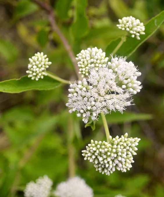 The invasive Whiteweed (Austroeupatorium inulifolium)