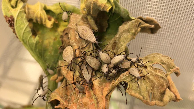 Pictured is a group of tan and light grey colored squash bug nymphs. Aggregation of nymphs and their associated feeding damage. 