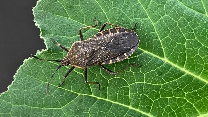 An adult squash bug that is black and light tan/yellow colored. It is pictured on a green leaf. 