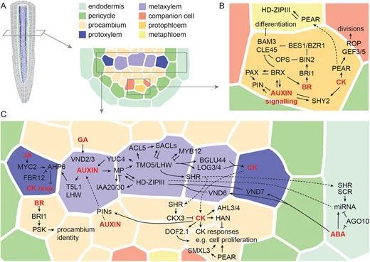 Hormones control the molecular regulation of vascular development in the primary root meristem of Arabidopsis. A cross-section through a primary root meristem is shown (A) illustrating the known hormones, molecular regulators, and their interactions in the phloem (B) and xylem (C) regions. Hormones are indicated in red; dotted lines illustrate mobility of the hormone or molecular regulator. Note that the presence and locations of some regulators and hormones on the realistic tissue template are not exact to keep the image orderly and due to space limitations. This image also does not represent accurate hormone levels and distributions across the tissue for the same reasons.