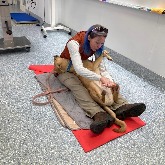 Students examine cats and dogs. 