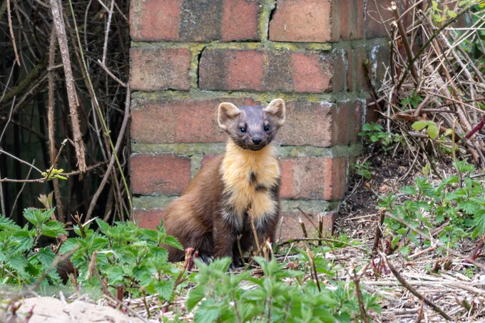 Pine marten sitting down in front of a small brick wall out in the wild at Spurn, on the East Yorkshire coast. (c) Karen Dore