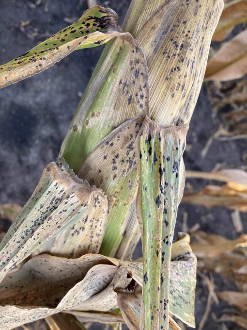 tar spot