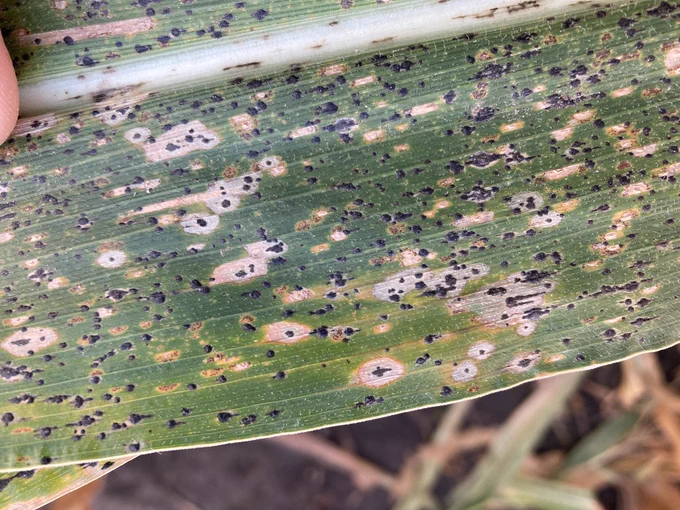 tar spot lesions on corn leaf
