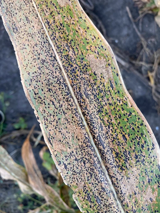 tar spot on corn leaf
