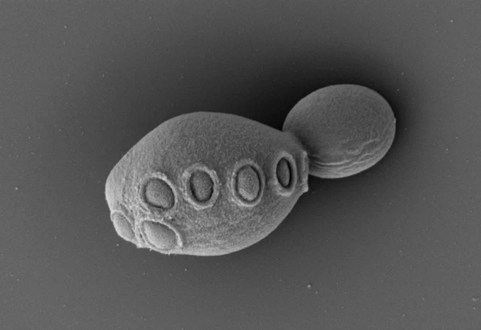 Scanning electron micrographs of the syn6.5 strain of yeast which has ~31% synthetic DNA and  displays normal morphology and budding behavior. Cell, Zhao et al.