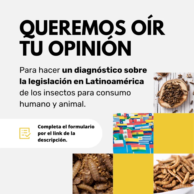 Si te interesa el uso y producción de insectos 🐛 como alimento en Latinoamérica, esta información es para ti. En junio 2023, organizamos el webinar "Uso y producción de insectos en Latinoamérica – Retos y Oportunidades" (📺 Ver aquí: https://www.youtube.com/watch?v=RtE1NHGfsZE). Identificamos la falta de legislación como un obstáculo clave. Ahora, buscamos tu ayuda para impulsar el desarrollo legislativo en nuestra región.

Completa nuestro formulario para informarnos sobre el estado actual de esta industria en Latinoamérica. Tus respuestas serán parte de un diagnóstico preliminar que orientará el desarrollo legislativo. 📅 Fecha límite para el formulario: 26 de noviembre de 2023.

📊 Juntos, construyamos el futuro de la alimentación sostenible en nuestra región. ¡Participa! ➡️ https://forms.gle/xoYsdCs6fkrH7ApA9 #InsectosAlimentoLATAM #DesarrolloSostenible #Legislación"