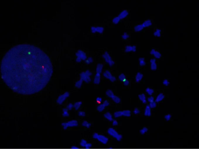 Prof Frank Grutzner's submission ‘Colouring in the human genome’