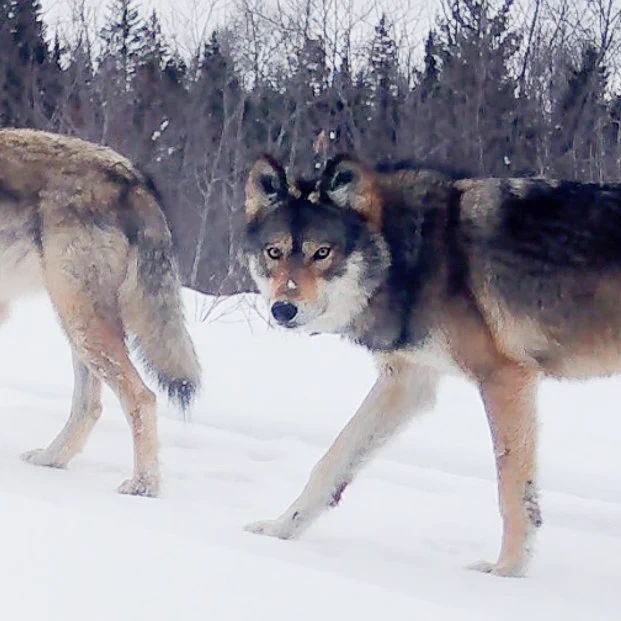And the goal of doing all the trail camera work is to get many observations of each wolf pack in the Greater Voyageurs Ecosystem so we can understand how many wolves are in the pack, pack composition, and the number of pups that survived.