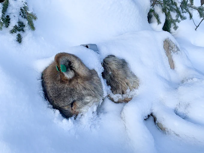 Part of our winter work entails quickly responding to mortalities of any collared wolves. In Winter 2021-2022, Wolf V079 died of starvation and this is how we found his body.