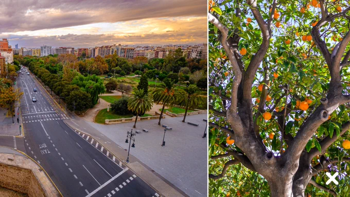 View of Valencia city as the sun sets with beautiful oranges skies in the distance, paired with a gorgeous orange tree representing Valencia. 