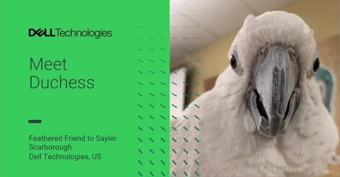 Dell Pets: Behind the Scenes with Duchess