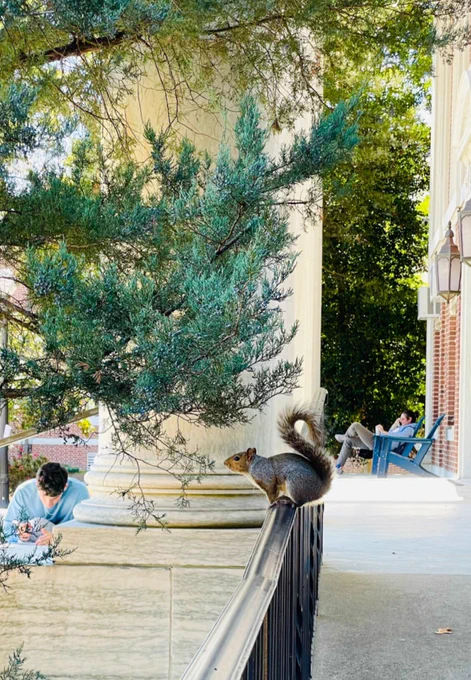 Squirrel on library steps