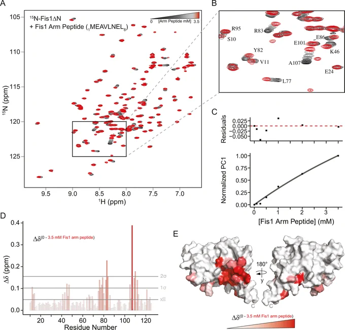 Figure 1. Fis1ΔN can bind a synthetic peptide version of the Fis1 N-terminal arm.