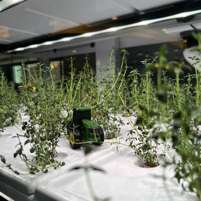 Here’s an image of fresh thyme growing inside 1953 Commons.