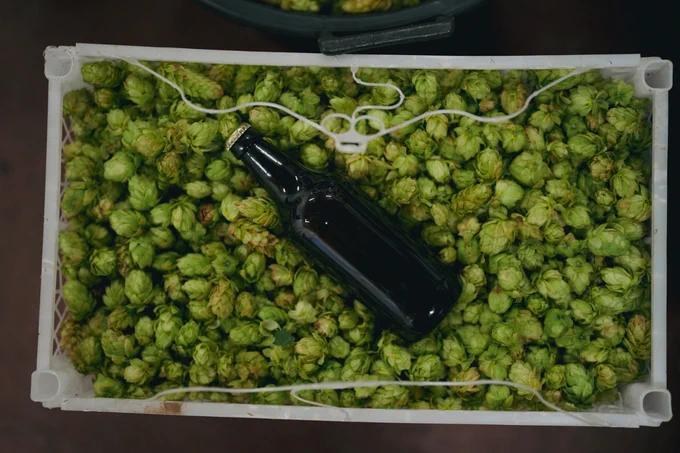 fresh hop beer