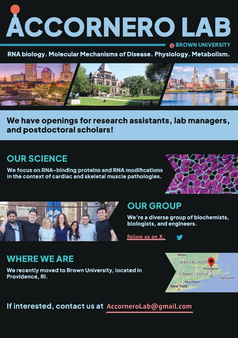 Recruitment flyer for Accornero Lab at Brown University. Contact us at AccorneroLab@gmail.com