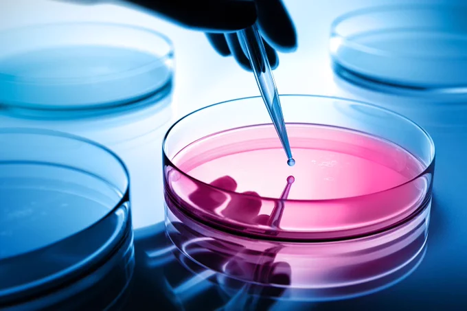 Pipette dropping liquid onto agar plate