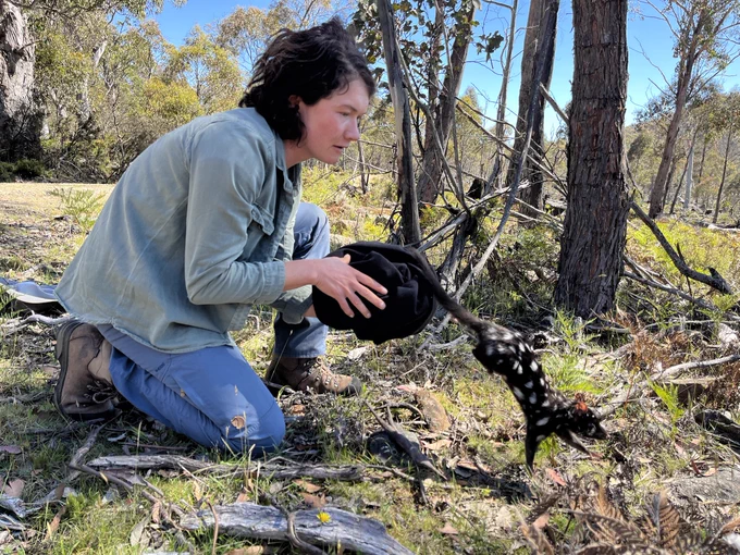 A researcher - Aimee Bliss - releasing an eastern quoll. Photo: David Hamilton