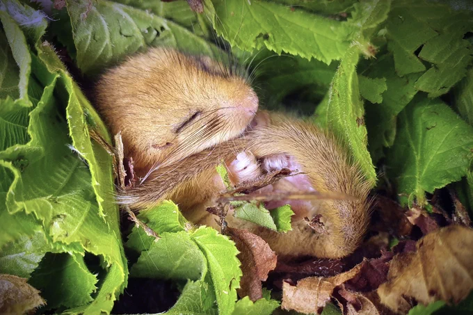A dormouse curled up in green leaves. Photo by Michael Walker