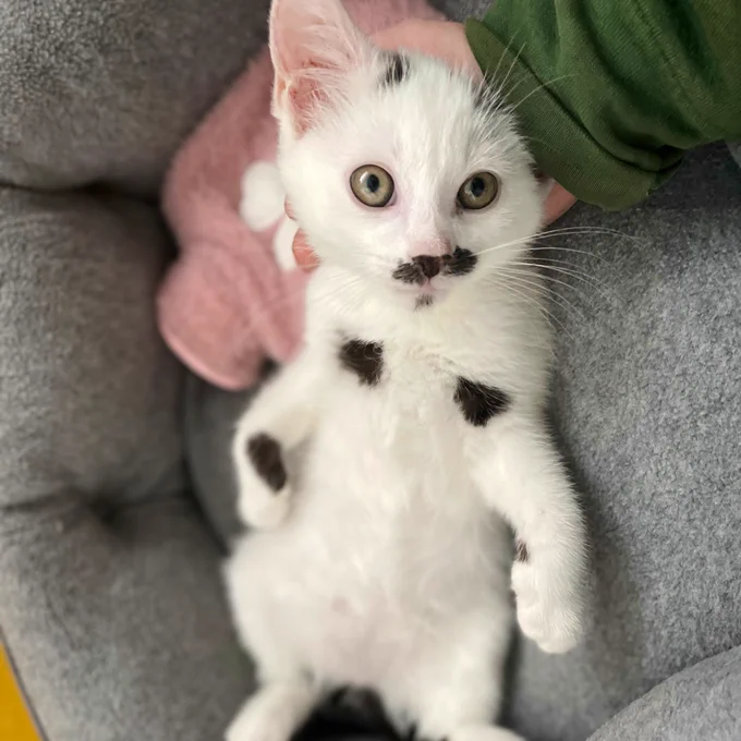 A small white kitten with a black moustache and grey markings lies on his back to show his tummy