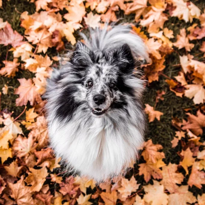 An adorable fluffy dog looking up at the camera while sitting in a patch of golden leaves.