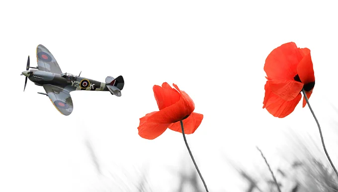 Supermarine Spitfire plane flying in the distance with two red poppies in focus