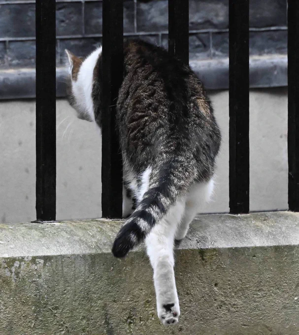Larry moving between the bars of the Downing Street fence