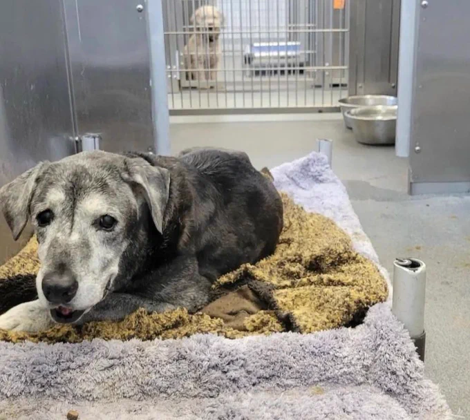 a shelter pic of annie the lab mix. she’s curled up on a dingy brown blanket but has turned to face the camera and is still smiling faintly. her body is mostly black, but her face and paws are almost completely white. a fellow shelter pup sits patiently in the background in a separate kennel.