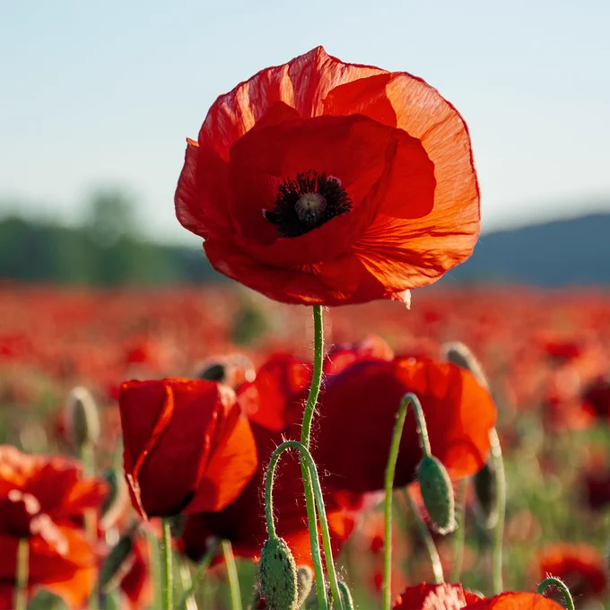 Image of a poppy