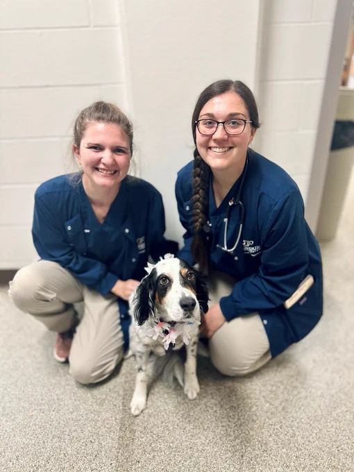 Maggie, a black and white english setter, getting pets and posing with two veterinary nursing students.
