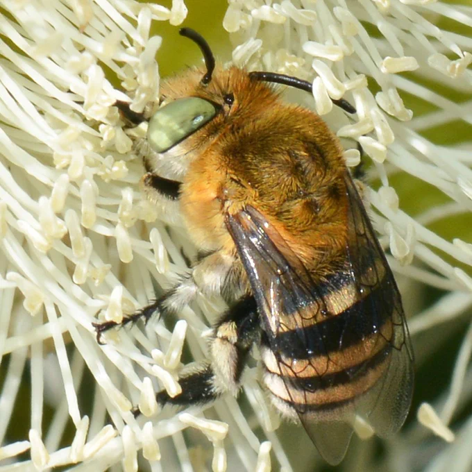 A close-up of a Blue Banded bee enjoying the nectar of a white marri flower. Photo: Jean and Fred Hort, Flickr.