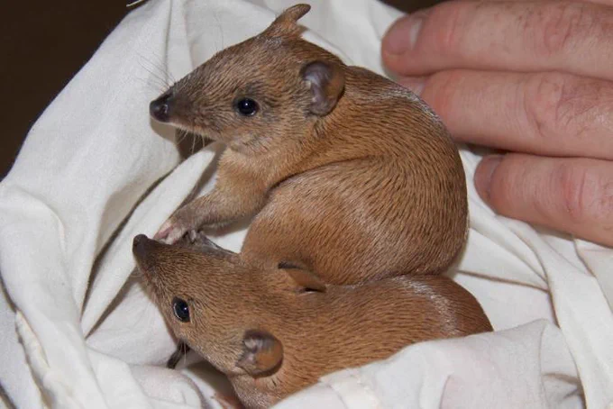 Two golden bandicoots.