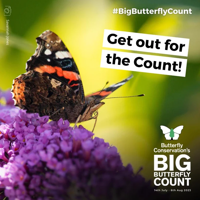 Red Admiral butterfly feeding on buddleia flowers. Text reads 'Get out for the count! #BigButterflyCount' with Butterfly Conservation's Big Butterfly Count logo and dates 14th July - 6th August. Photo credit Savannah Jones