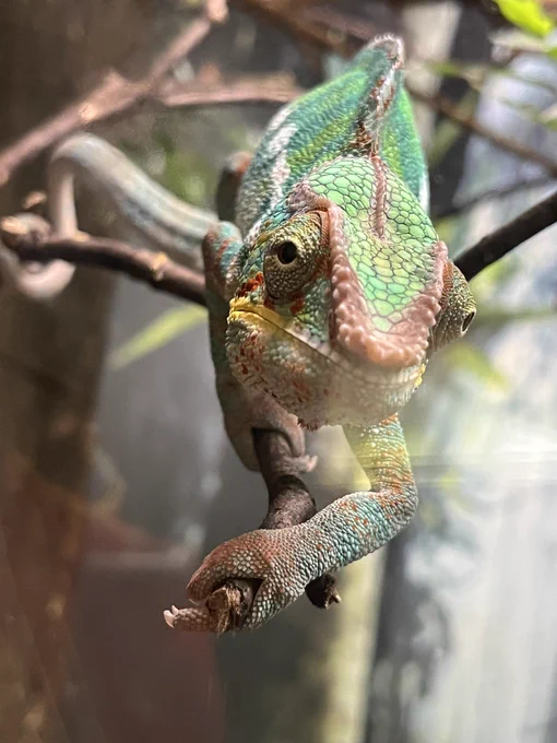 A chameleon is looking at the camera as it perches on a thin branch. It’s a banging shot.