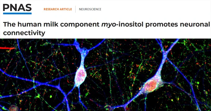 The image shows two human neurons treated with myo-inositol, and green and red puncta show synaptic markers.