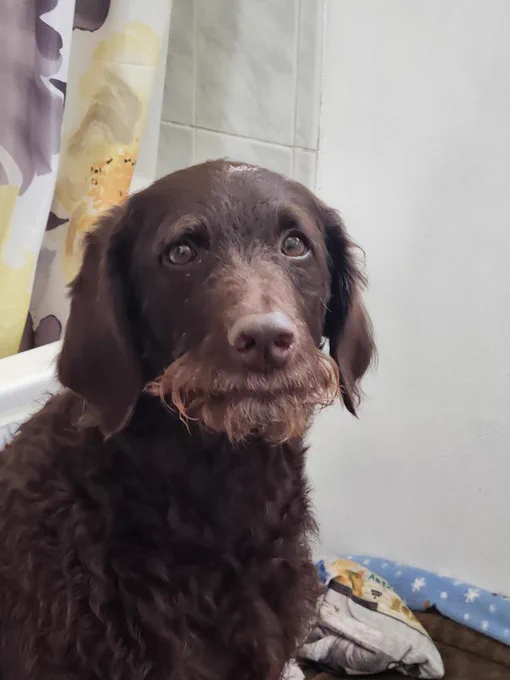 A portrait of a brown dog’s face with a light brown beard