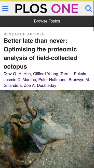 Photo collage. Top photo is a screenshot of the mentioned Plos One article title, bottom is a photo of Octopus berrima on the seafloor