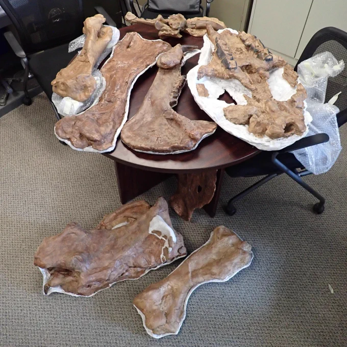 nine brown 3d printed replica fossils on a table and a carpeted floor 