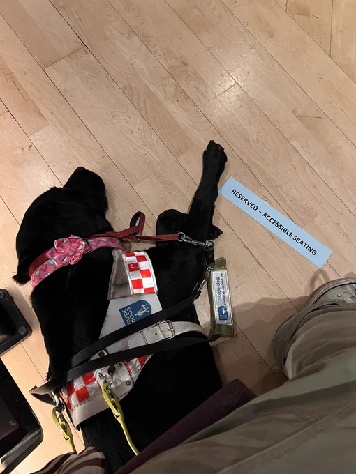 Bella black lab lays taking a nap on her side with her red and white chequered working harness on. She also rocks a pink colllar with a pretty flower. Next to her paw is a sign “reserved accessible seating”