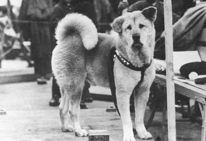 a black and white photo of an adult akita wearing a harness. his fluffy tail curls over toward his waist, and he’s looking at the camera quizzically. one of his ears is pointing up, and the other is folded over. he’s looking for someone.