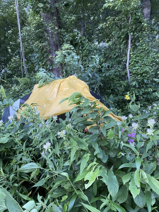 Tent with bright yellow rain fly is out of reach in some bushes. And also no longer tent-shaped