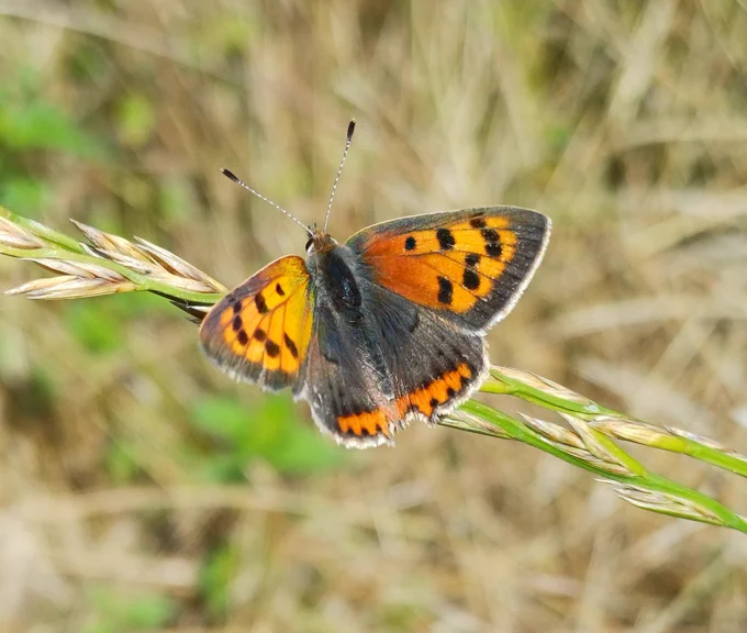 Small Copper butterfly