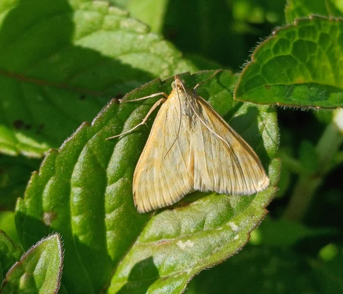Lesser Pearl moth