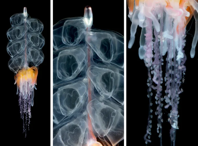 Physonect siphonophore Physophora hydrostatica, known as the hula skirt siphonophore.